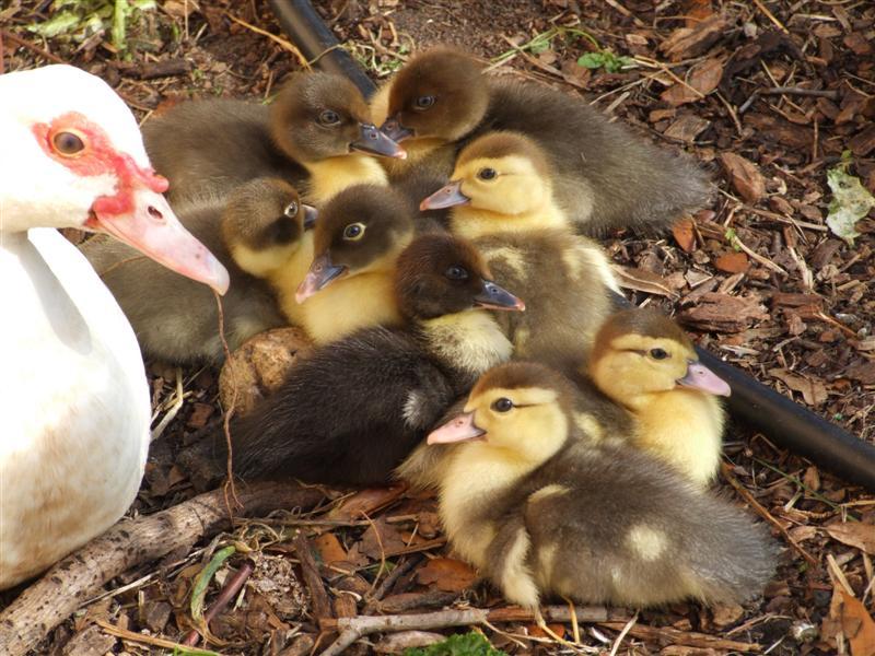 So Cute baby Muscovy Ducks